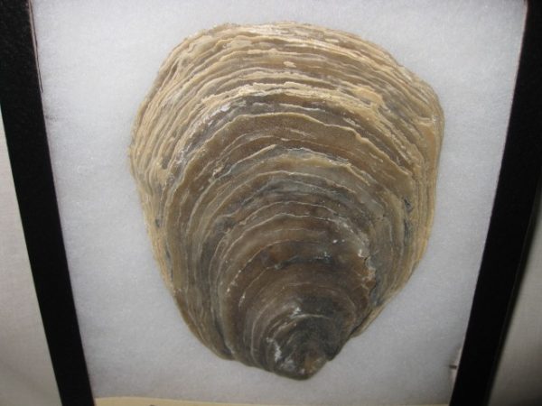 Maryland Fossil Oyster #6 - Image 2