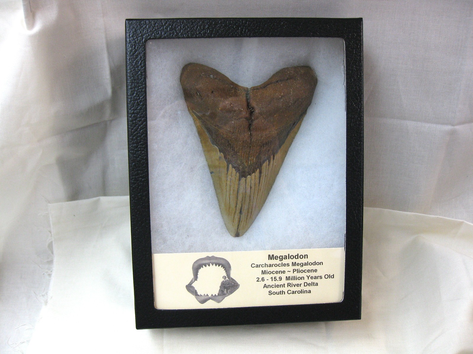 Megalodon Shark Tooth (X-Large) #1, image size:1600x1200