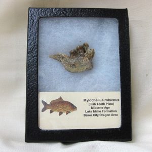 Genuine Miocene Mylocheilus robustus Fish Tooth Plate From Oregon For Sale #1