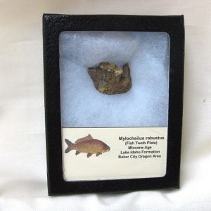 Genuine Miocene Mylocheilus robustus Fish Tooth Plate From Oregon For Sale #3