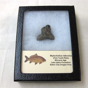 Genuine Miocene Mylocheilus robustus Fish Tooth Plate From Oregon For Sale #4