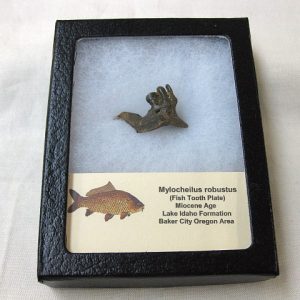 Genuine Miocene Mylocheilus robustus Fish Tooth Plate From Oregon For Sale #5