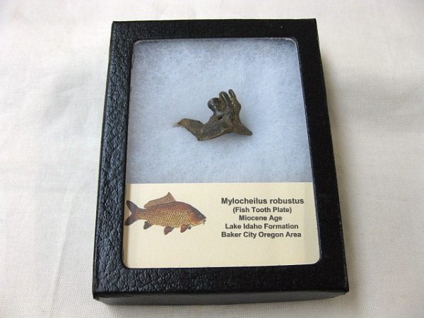 Genuine Miocene Mylocheilus robustus Fish Tooth Plate From Oregon For Sale #5