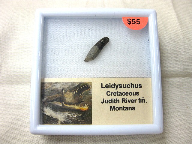 Montana-Cretaceous-Leidysuchus-Tooth-2.jpg | Fossils for Sale