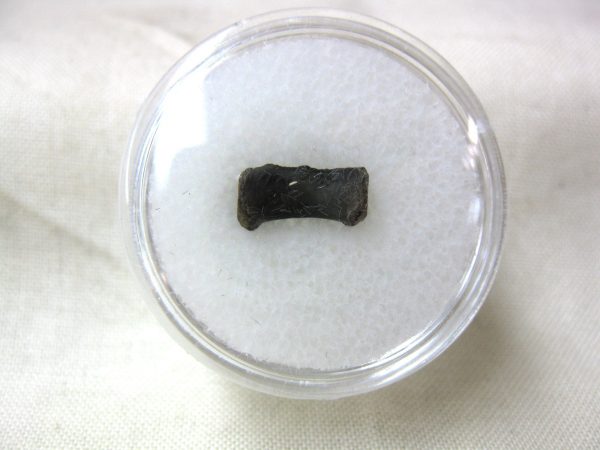 Mycterosaurus longiceps Vertebrae #9