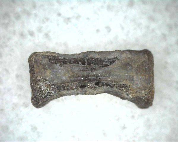 Mycterosaurus longiceps Vertebrae #9 - Image 5