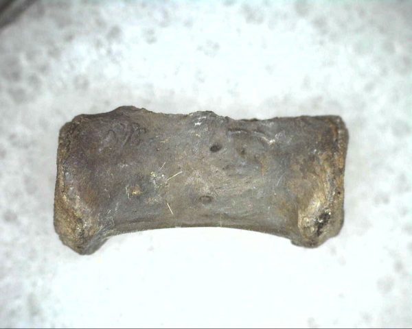 Mycterosaurus longiceps Vertebrae #9 - Image 4