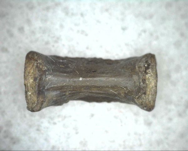 Mycterosaurus longiceps Vertebrae #9 - Image 3