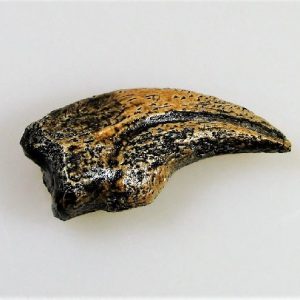 Replica Nanotyrannus Hand Claw For Sale