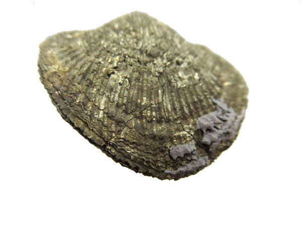 Sylvania Ohio Pyritized Brachiopod #19 - Image 2