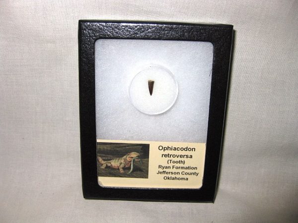 Ophiacodon Reptile Tooth #3