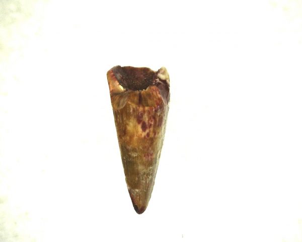 Ophiacodon Reptile Tooth #3 - Image 2