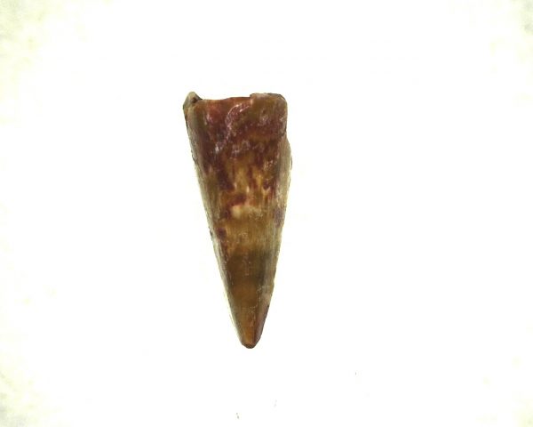 Ophiacodon Reptile Tooth #3 - Image 3