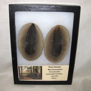 Genuine Pennsylvanian Age Mazon Creek Plant Nodule from Illinois for Sale #16