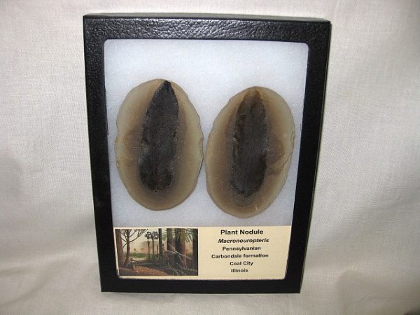 Genuine Pennsylvanian Age Mazon Creek Plant Nodule from Illinois for Sale #16