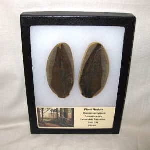 Genuine Pennsylvanian Age Mazon Creek Plant Nodule from Illinois for Sale #18