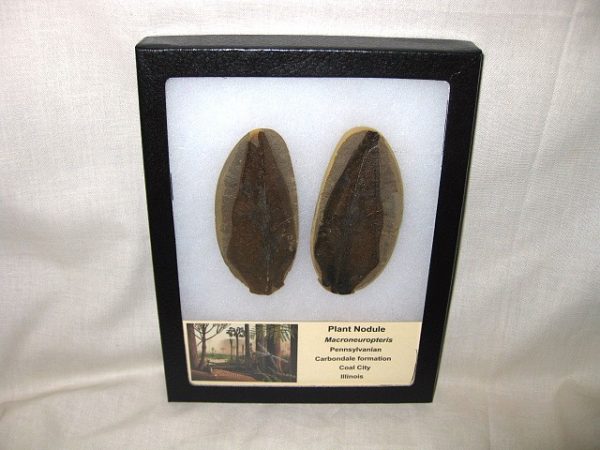 Genuine Pennsylvanian Age Mazon Creek Plant Nodule from Illinois for Sale #18