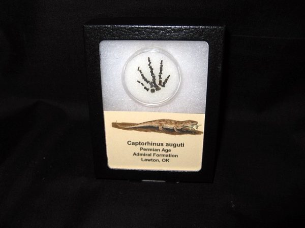 Genuine Permian Age Captorhinus auguti Foot Fossil for Sale from Oklahoma #1