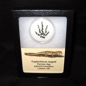 Genuine Permian Age Captorhinus auguti Foot Fossil for Sale from Oklahoma #4