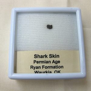 Genuine Permian Shark Skin Ossicle For Sale #2