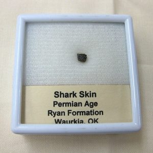 Genuine Permian Shark Skin Ossicle For Sale #3