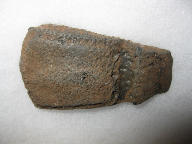 Pleistocene-Holmesina-floridanus-Armadillo-Scute-6a.jpg | Fossils for Sale