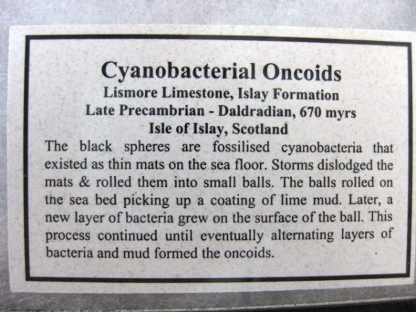 Scotland Cyanobacterial Oncoids #2 - Image 2