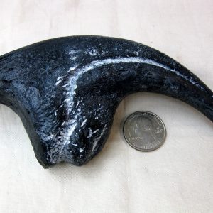 Replica Allosaurus Claw For Sale