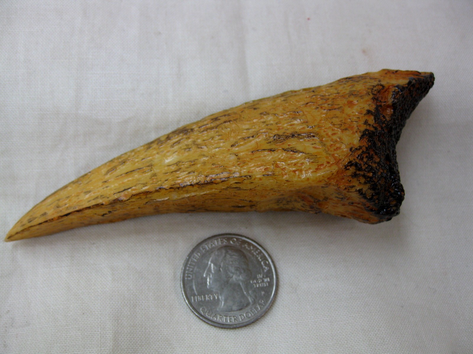 Replica-Carcharodontosaurus-Claw-Side-2.jpg | Fossils for Sale Replica Carcharodontosaurus Claw For Sale -2