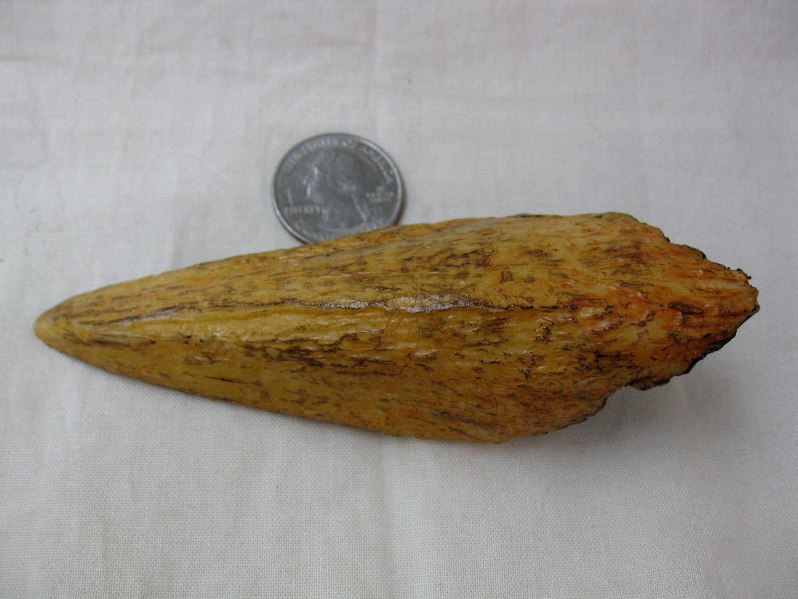 Replica-Carcharodontosaurus-Claw-Side-3.jpg | Fossils for Sale Replica Carcharodontosaurus Claw For Sale-3