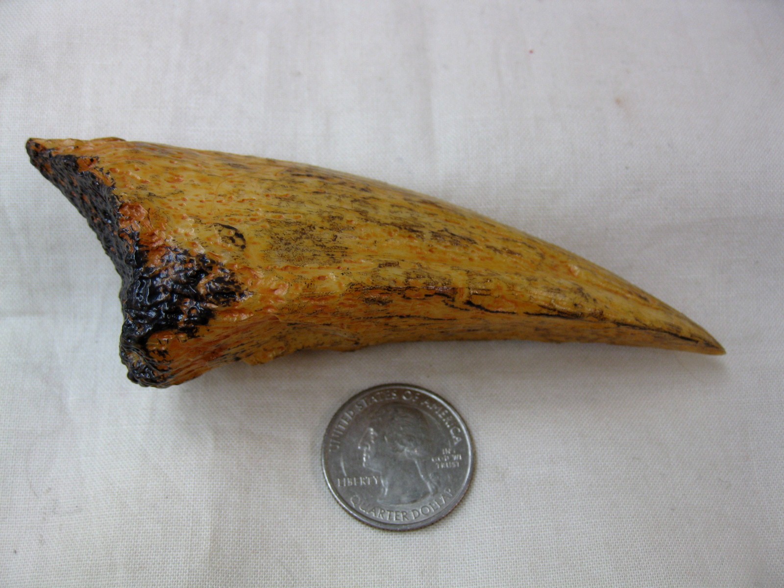 Replica-Carcharodontosaurus-Claw.jpg | Fossils for Sale Replica Carcharodontosaurus Claw For Sale