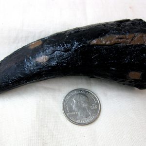 Replica Tyrannosaurus Rex Tooth For Sale