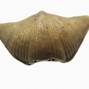 Genuine Devonian Age Cyrtospirifer Brachiopod for sale from Russia #1