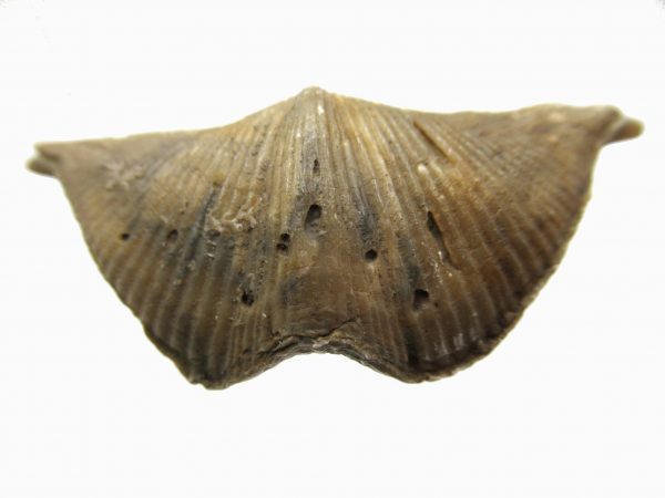 Russian Cyrtospirifer Brachiopod #12 - Image 2