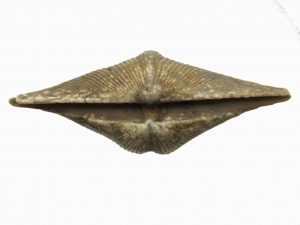 Russian Cyrtospirifer Brachiopod #12 - Image 3
