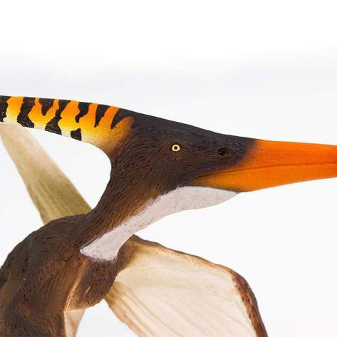 Safari-Pteranodon-7.jpg | Fossils for Sale