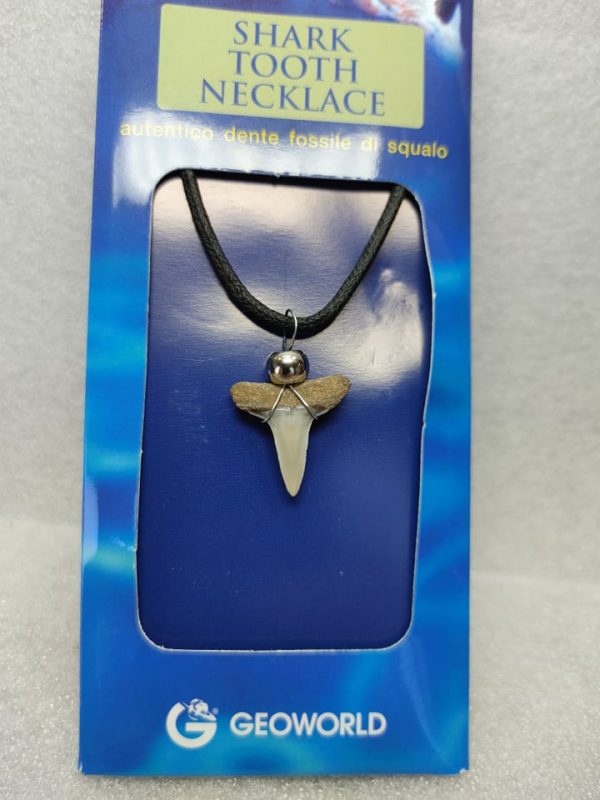 Shark Tooth Necklace For Sale #8a