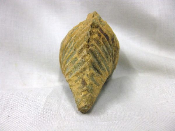 Spanish Pterotrigonia #7 - Image 3