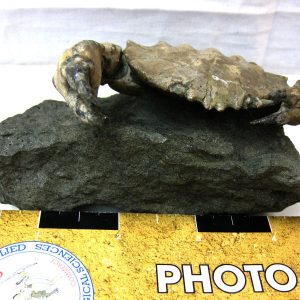 Genuine Eocene Age Spanish Harpactocarcinus Crab Fossil for Sale #6