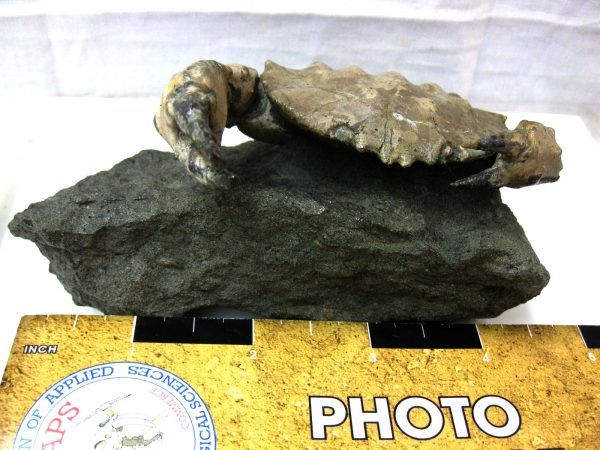 Genuine Eocene Age Spanish Harpactocarcinus Crab Fossil for Sale #6