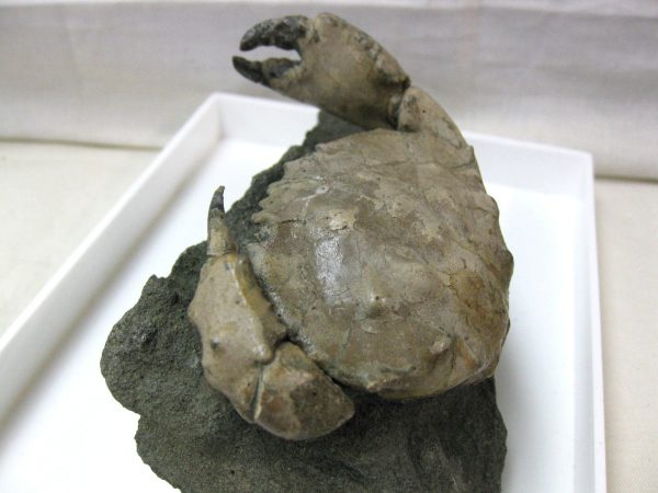 Genuine Eocene Age Spanish Harpactocarcinus Crab Fossil for Sale #6b