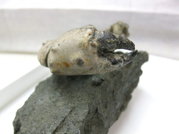 Genuine Eocene Age Spanish Harpactocarcinus Crab Fossil for Sale #6e