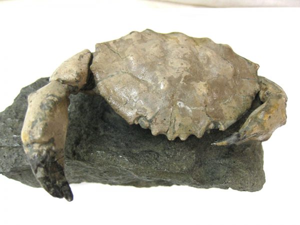 Genuine Eocene Age Spanish Harpactocarcinus Crab Fossil for Sale #6f