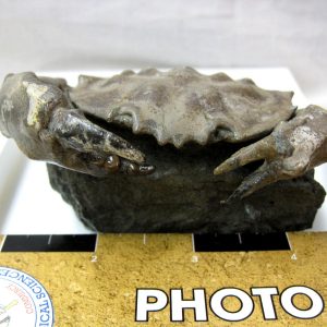 Genuine Eocene Age Spanish Harpactocarcinus Crab Fossil for Sale #7