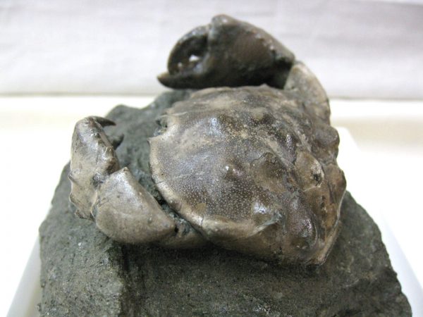 Genuine Eocene Age Spanish Harpactocarcinus Crab Fossil for Sale #8b