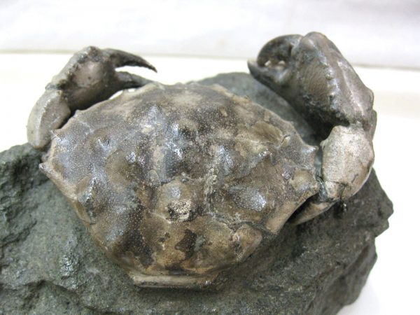 Genuine Eocene Age Spanish Harpactocarcinus Crab Fossil for Sale #8c