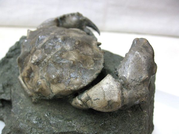 Genuine Eocene Age Spanish Harpactocarcinus Crab Fossil for Sale #8d