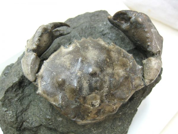 Genuine Eocene Age Spanish Harpactocarcinus Crab Fossil for Sale #8g