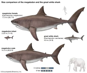 Megalodon