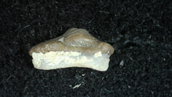 Genuine Cretaceous Age Ptychodus Crusher Shark Tooth Fossil for Sale from South Texas #10a